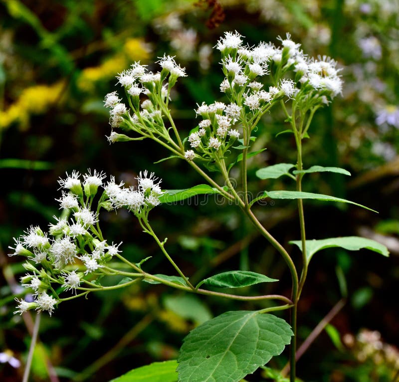 <p>white snakeroot</p>