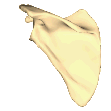 <p>What kind of bone is this?</p>