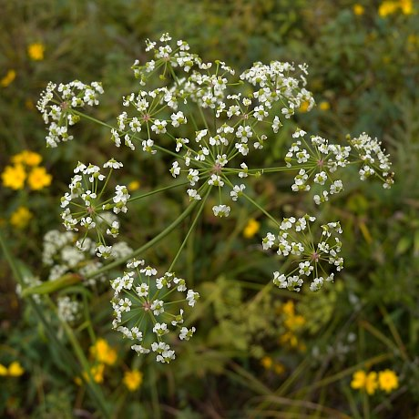 <p>Identify this species</p>