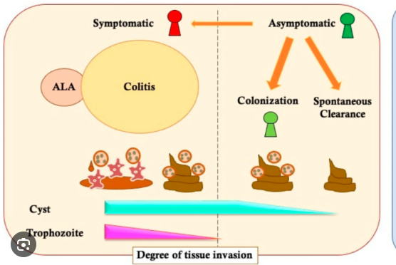 <p>Fecal–oral transmission (contaminated food and water).</p>