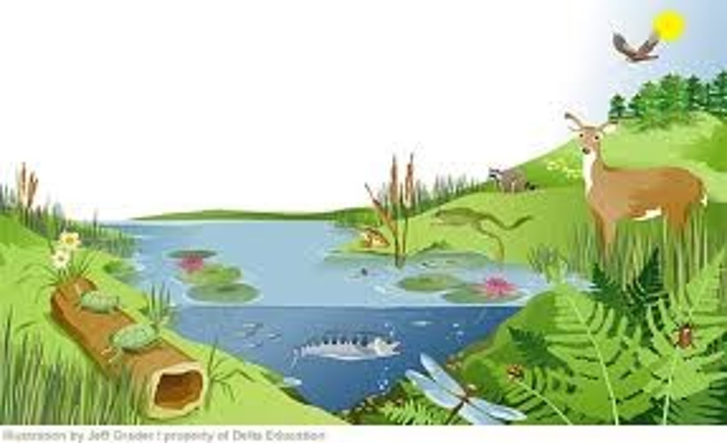 <p>the living and nonliving parts of an environment</p>