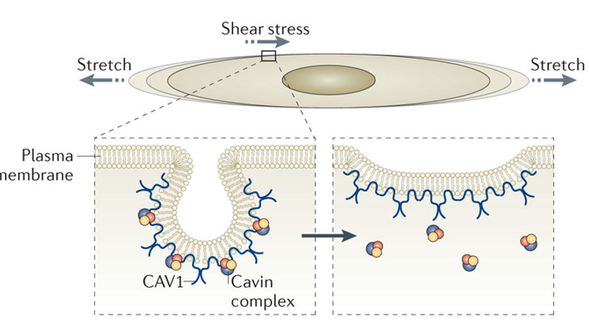 “cell drinking” - many pinocytic vesicles line the cell surface

\
__membrane balance__

* keep cell from getting bigger and bigger from enterograde vesicles
* exocytosis = endocytosis + pinocytosis

\
__caveolin regulation__

* __stretched membrane__: caveolin can’t embed, decrease pinocytosis, allow membrane to grow
* __loose membrane__: caveolin embeds, increase pinocytosis, membrane shrinks