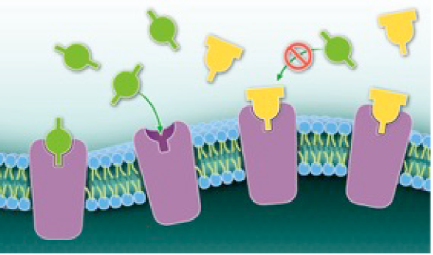 <p>The diagram shows the action of beta-blockers in reducing anxiety. In this diagram, the green figures represent ________________<em>, </em>the yellow figures represent<em> ________________</em>, and the purple figures represent <em>________________</em>.</p><p>A-adrenaline; beta-receptors; beta-blocker chemicals</p><p>B-mucus; beta-blocker chemicals; beta-receptors</p><p>C-beta-blocker chemicals; adrenaline; beta-receptors</p><p>D-adrenaline; beta-blocker chemicals; beta-receptors</p><p>E-beta-blocker chemicals; mucus; beta-receptors<br></p>