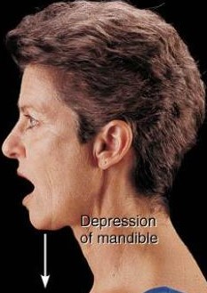 <p>downward motion</p>