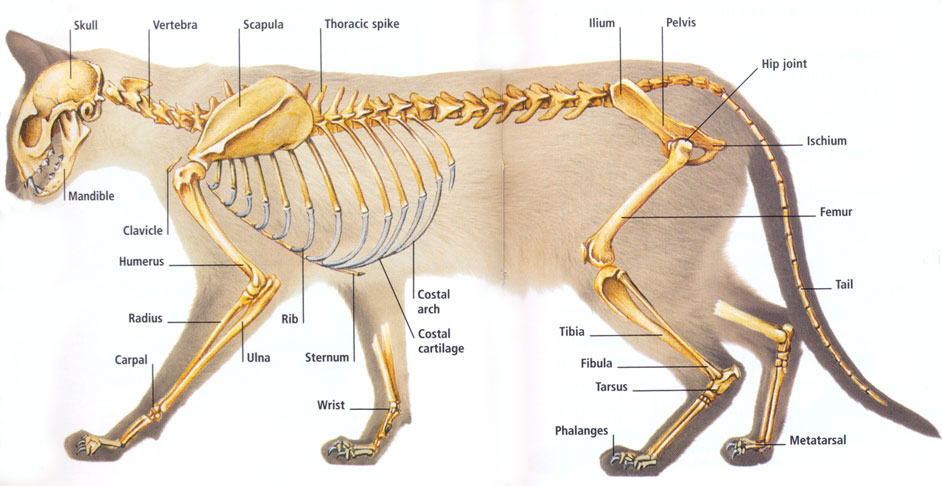 <p>Thoracic Limb</p>