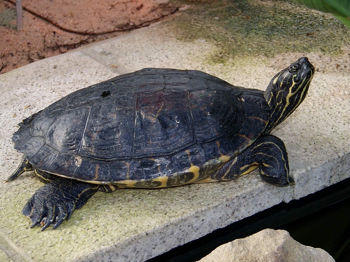 <p>Eastern River Cooter</p>