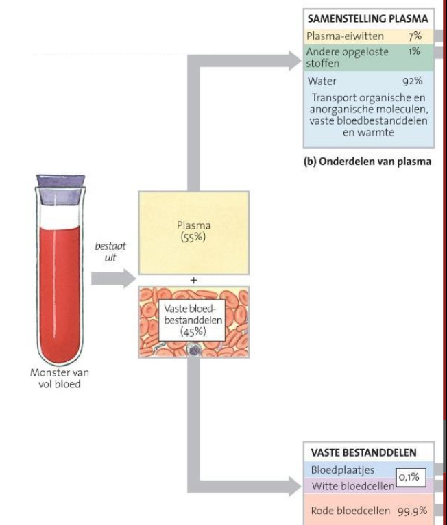 <p>= vloeibare vorm van bindweefsel met unieke samenstelling</p><p>bestaat uit: </p><ul><li><p>cellen en celfragmenten in een matrix of grondsubstantie&nbsp;</p></li><li><p>grondsubstantie = (bloed)plasma</p><ul><li><p>serum = vloeistof die bovenop komt wnr niets wordt toegevoegd om stolling tegen te gaan = vloeistof/plasma zonder fibrinogeen (= omgezet in koek)</p></li></ul></li></ul><ul><li><p>eiwitten in plasma = oplossing == niet als onoplosbare vezels (zoals bij andere soorten vezels)</p></li></ul><p></p>