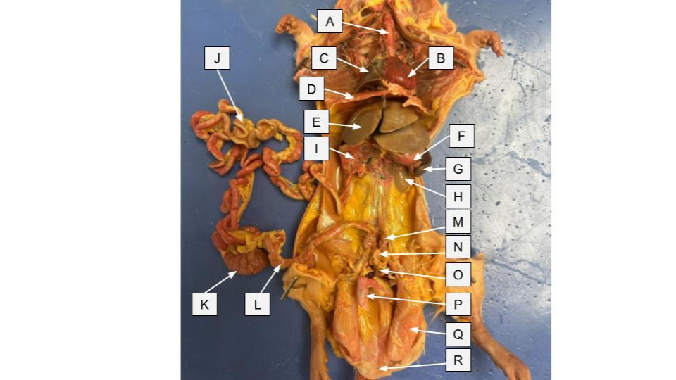 <p>What is letter <strong>B</strong> in the dissection image of a <u>Rat?</u></p>