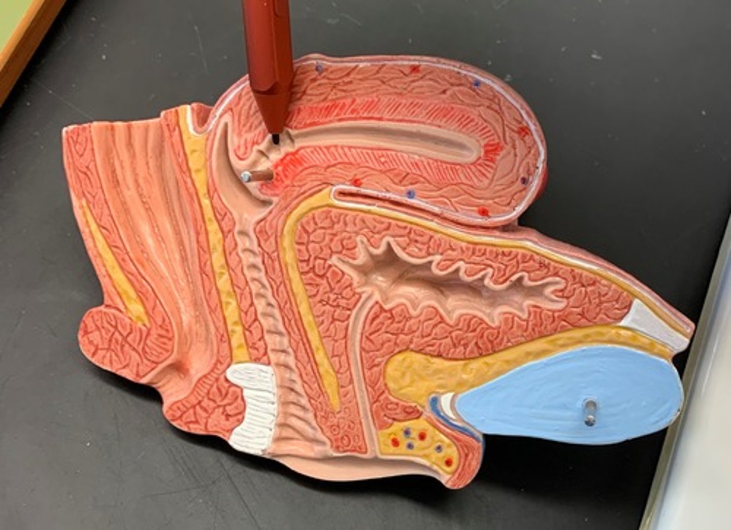 <p>a spindle-shaped canal extending from the uterus to the vagina</p>