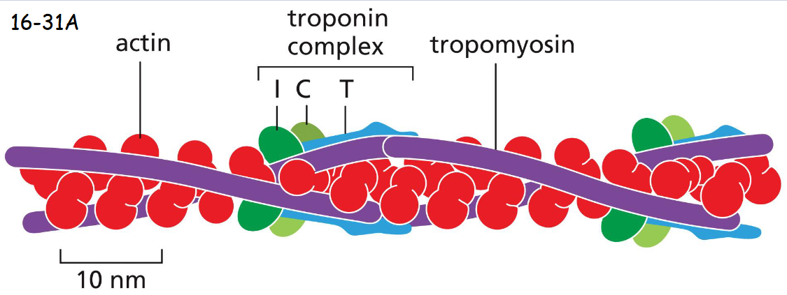 <p>Muscle Contraction</p><p>A thin filament of a skeletal muscle cell, showing the positions of tropomyosin and troponin along the actin filament.</p><p>Tropomyosin is locked on actin filament by the binding of troponin T and I (inhibitory) domains to tropomyosin in the absence of of calcium. Troponin C binds calcium and causes troponin I and tropomyosin (moves first) to release their hold on actin</p>