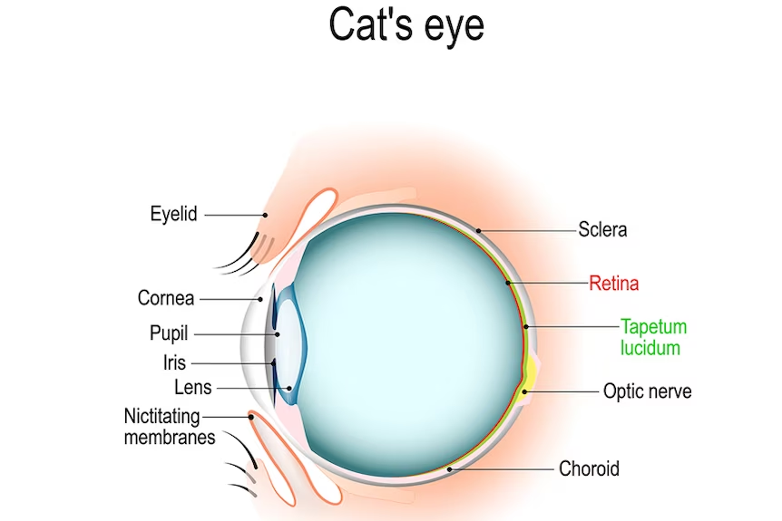 <p>a layer in the back of the eye that reflects light back so more can be absorbed → allows for high acuity in the dark, but blurry image</p><p>-eye looks like a mirror when you shine light on it</p><p>(picture is cat’s eye but walleye is the same)</p>