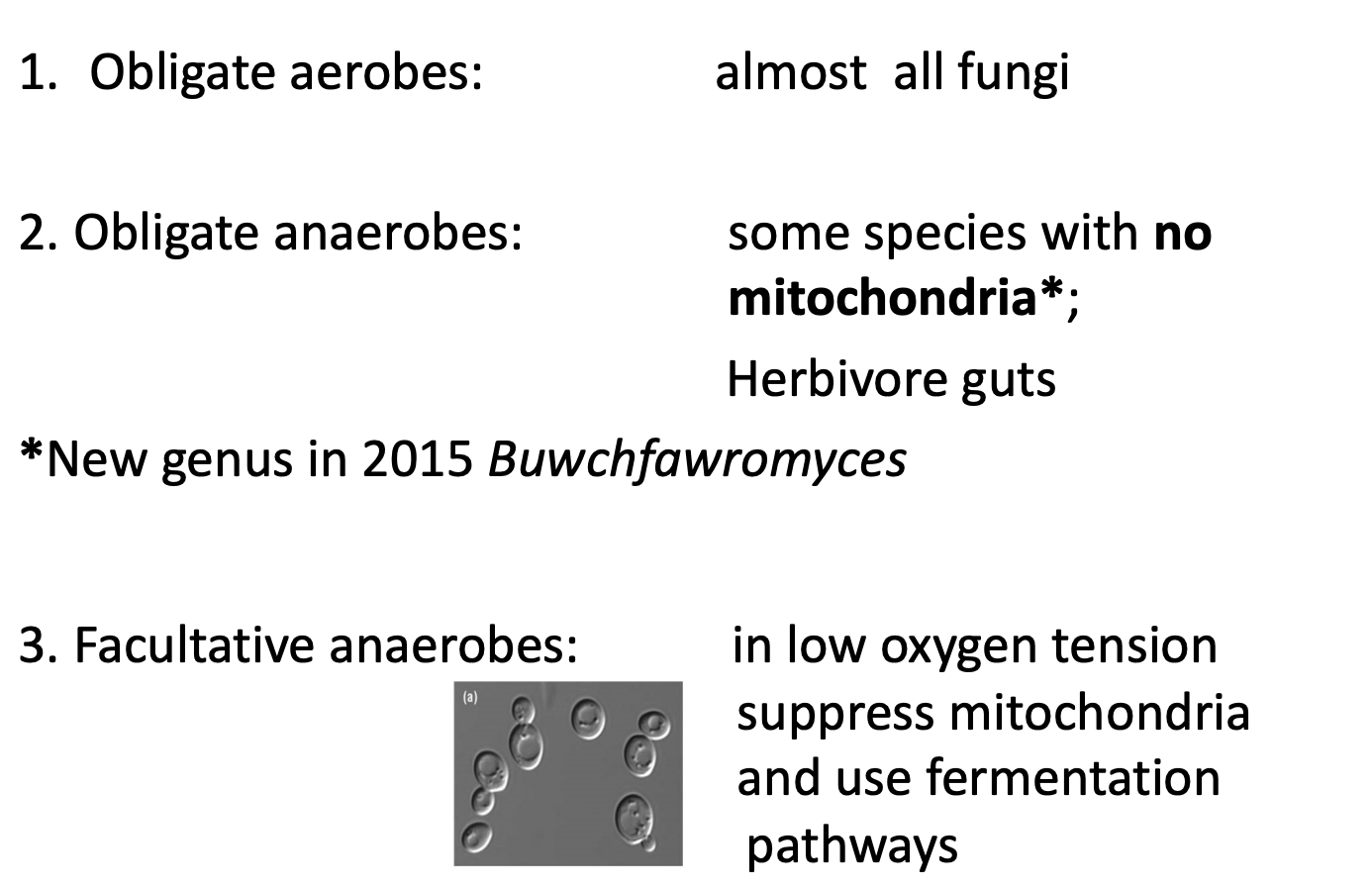 <p>Majority of fungi are aerobes</p><p>but</p><p>some are <strong>obligate anaerobes</strong></p><ul><li><p>niche habitats</p><ul><li><p>cow rumen</p></li></ul></li><li><p>no longer have mitochondria</p></li></ul><p></p>