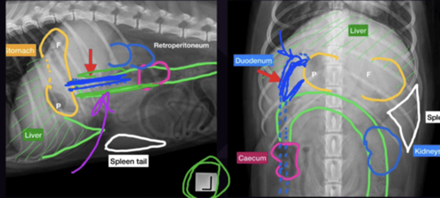 <p>1. Superimposed on ascending colon on all views → often not seen. Best Seen on left lateral (Gas floats into Duodenum)</p><p>2. Normally slightly larger than other parts of the small intestine → Hard to tell a ileus/obstruction → follow up 12 hours late if concerned</p><p>3. Also superimposed, but small piece of proximal duodenum seperate from ascending colon may be seen</p>