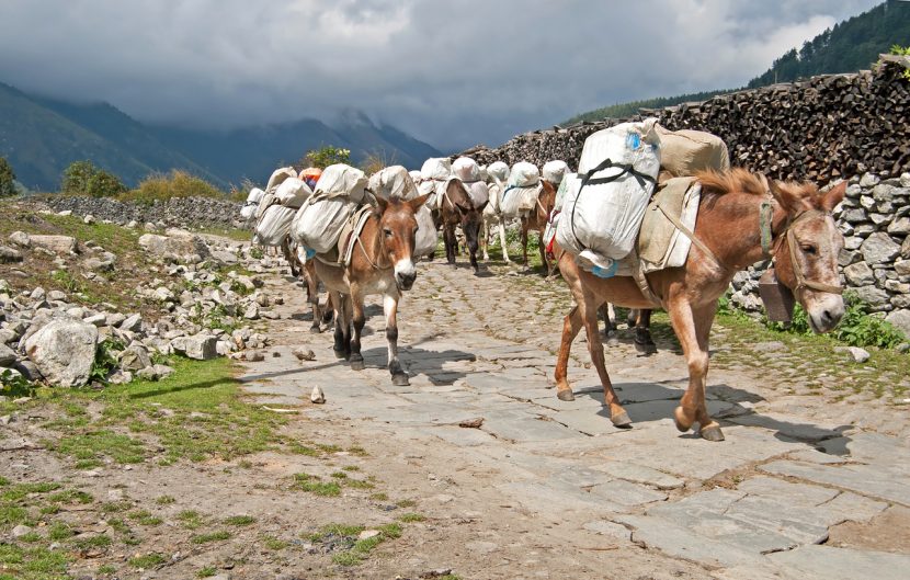 <p><span style="color: red"><strong>A group of traders or merchants traveling together, often with pack animals, which facilitated the transport of goods along trade routes like the Silk Road. </strong></span></p>
