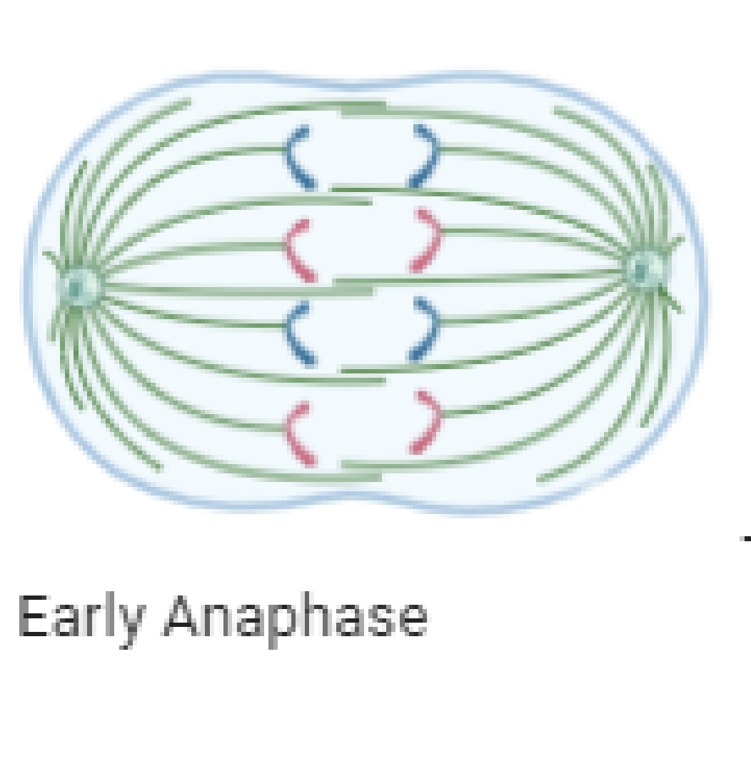 <p>Chromatids separate and move to opposite poles of the cell</p>