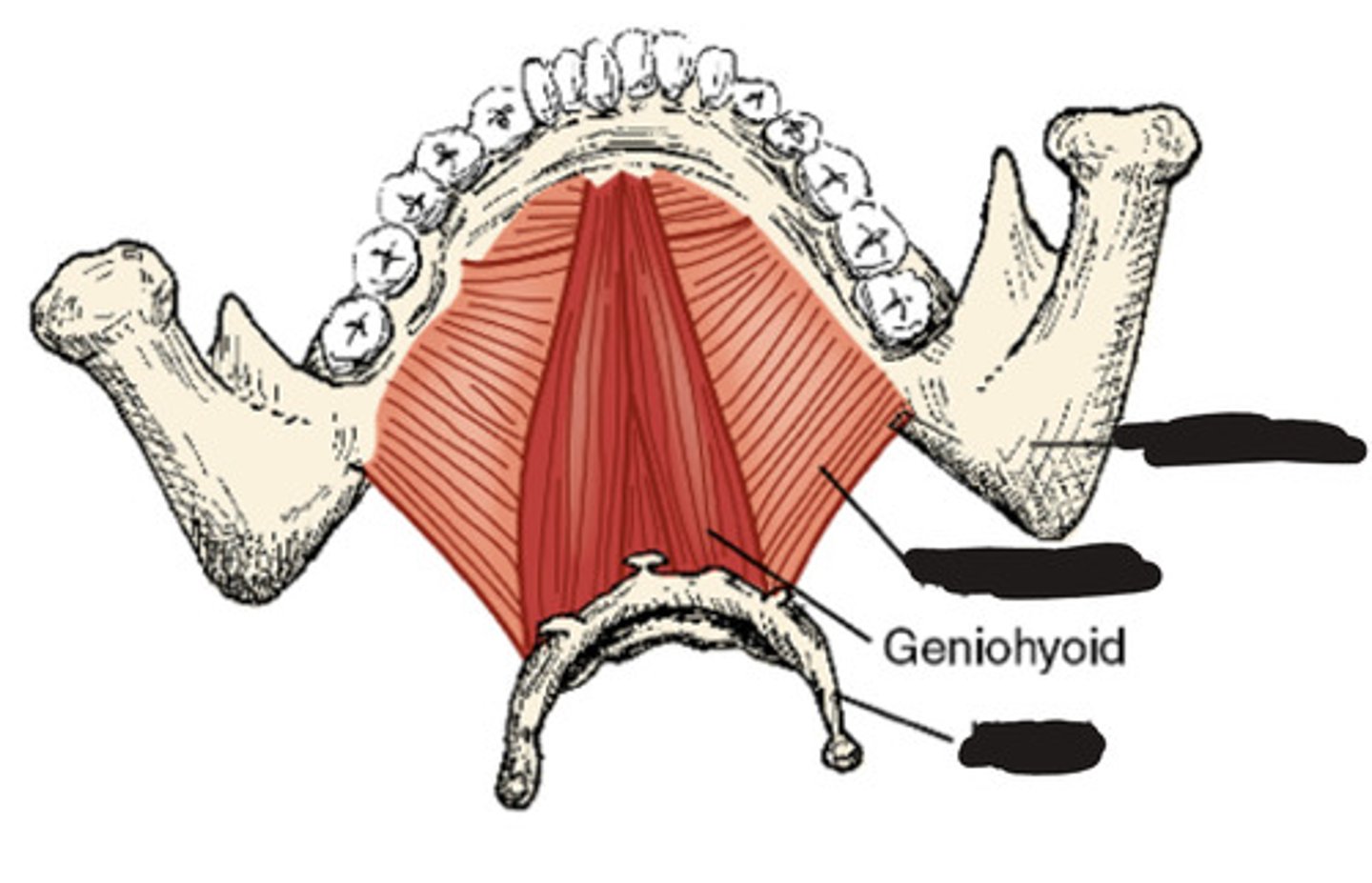 <p>What muscle is this?</p>