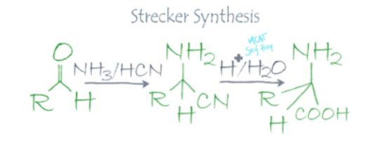 <p><span>The strecker synthesis is much more simple and efficient. It starts with ammonia, KCN, and an aldehyde/ketone. The aldehyde/ketone and ammonia will react to form an imine, which in acid with KCN will form a nitrile, and hydrolysis in acid will yield the alpha-amino-acid.</span></p><p></p>