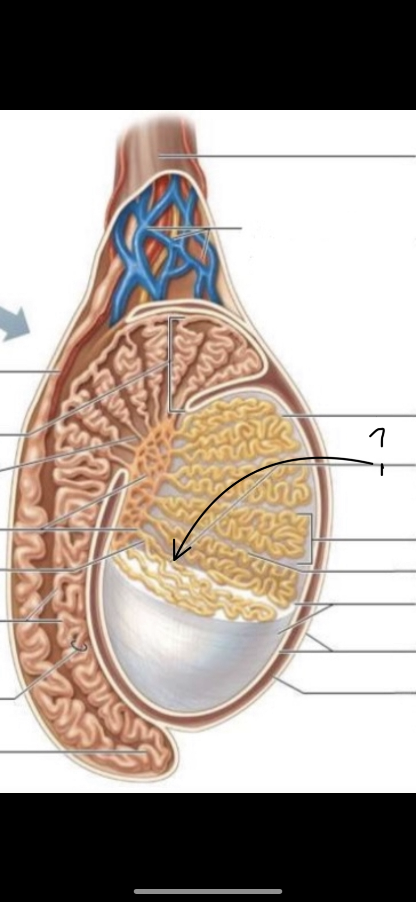 What is the arrow pointing to?