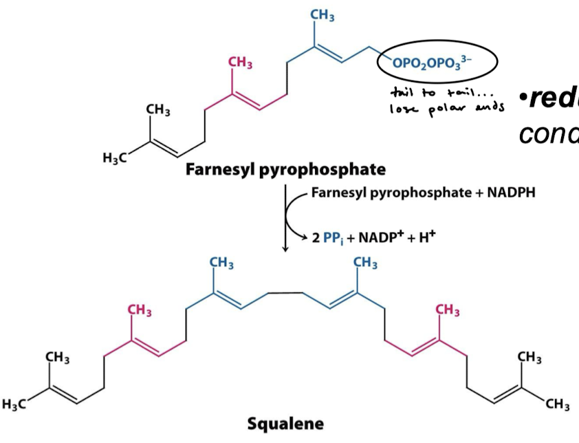 <p>A reductive, tail-to-tail condensation of C15 units. </p>