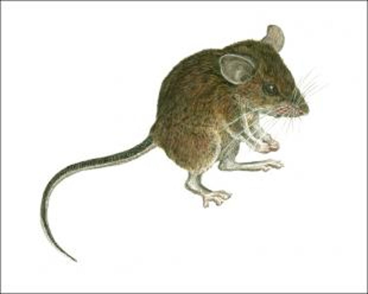 <p>Animals (such as birds or mammals) that can regulate their body temperature.</p>