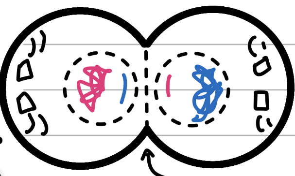 <p>The End</p><ul><li><p>the cells begin splitting apart</p><ul><li><p>In plants, the cell plate forms from the inside and becomes the cell wall (internal force)</p></li><li><p>In animals, a contractile ring in the membrane pinches inwards (external force)</p></li></ul></li><li><p>Nuclear membrane begins forming</p></li></ul>