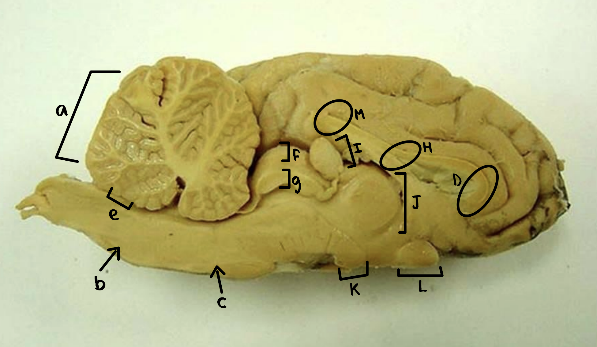 <p>Identify D</p>
