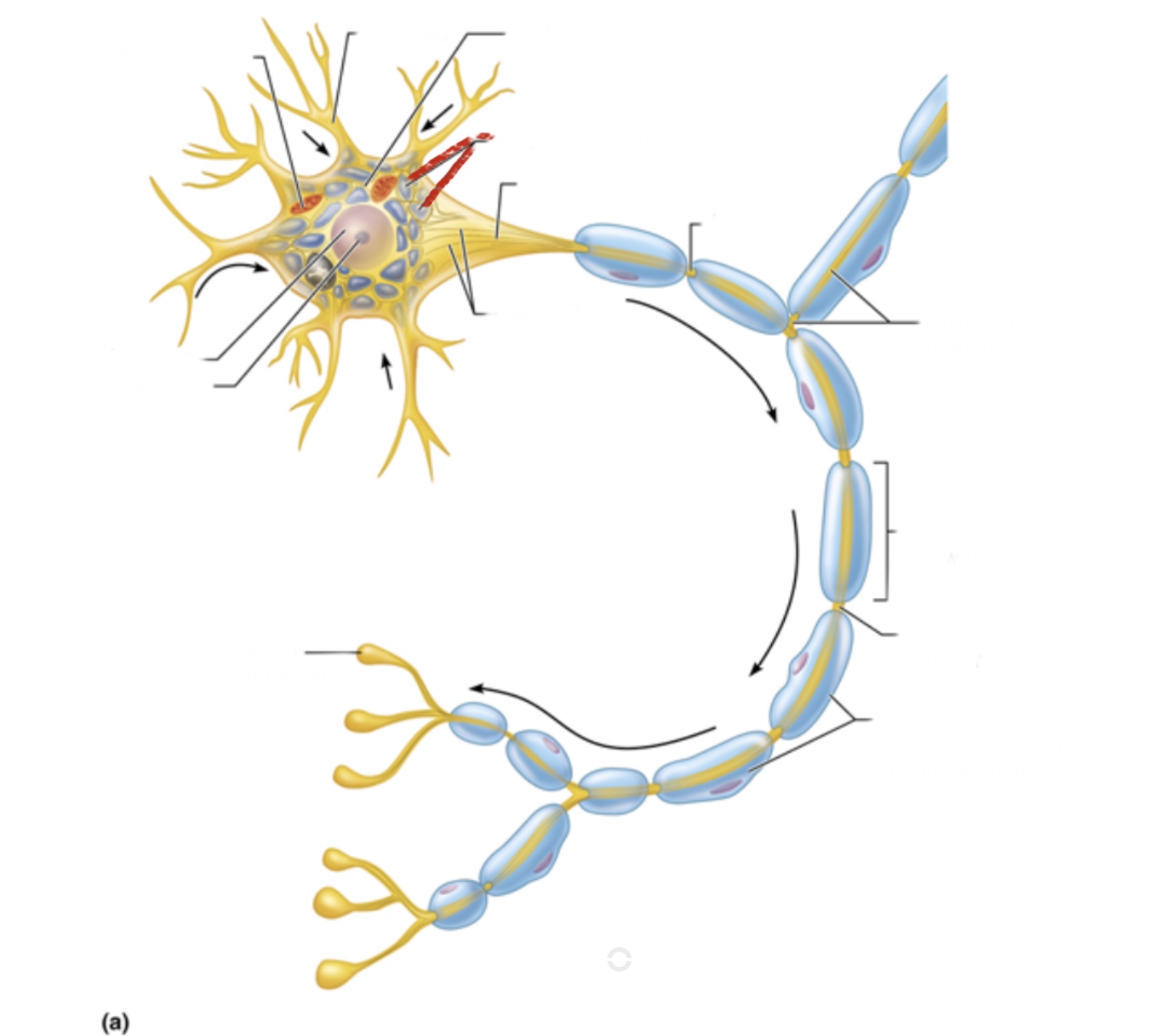 knowt flashcard image
