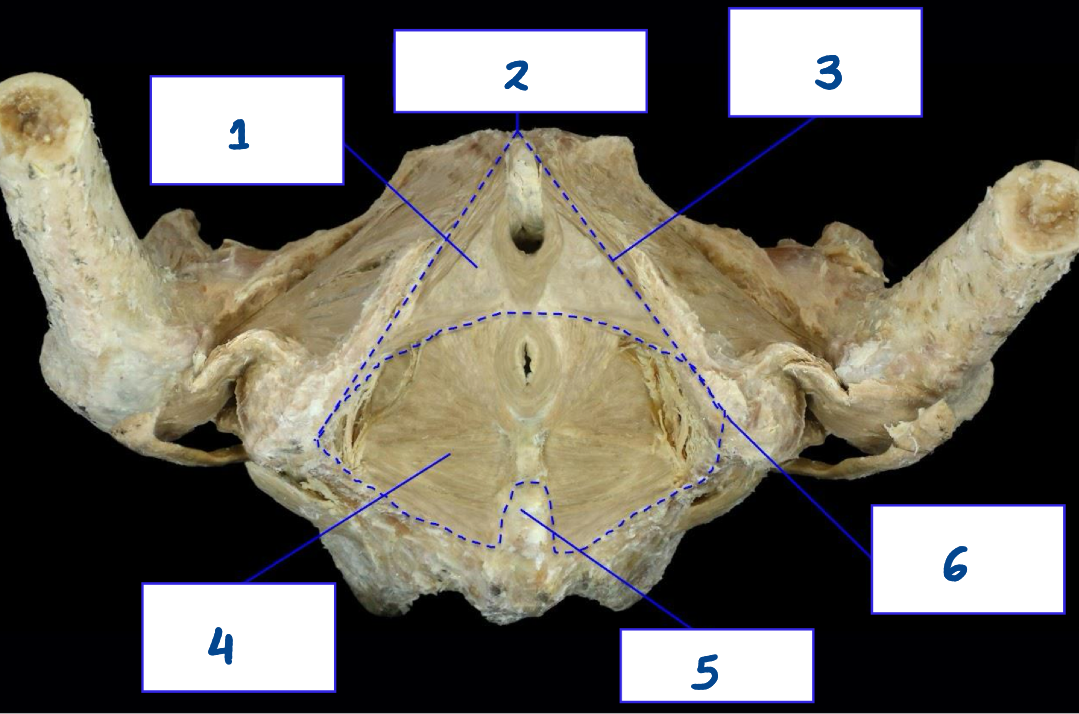 <p>What is structure 5?</p>