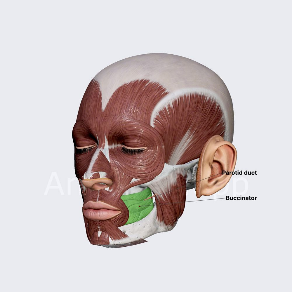 <p>O: mandible and maxillae</p><p>I: orbicularis oris<br>A: compress cheeks</p>
