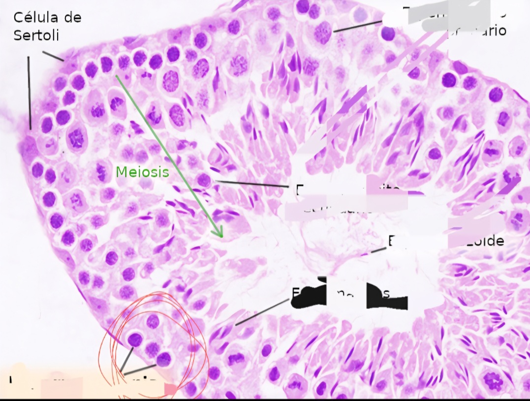 <p>Que tipo de celula es?</p>