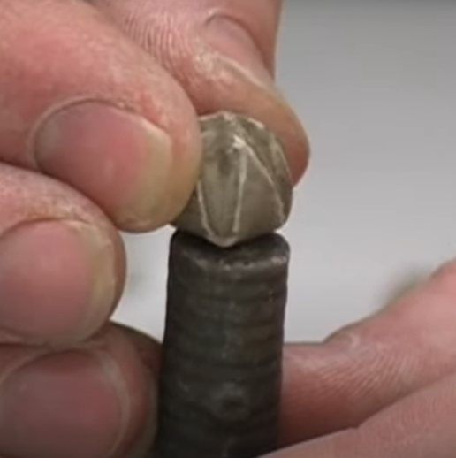 <p>What is this a fossil of?</p>