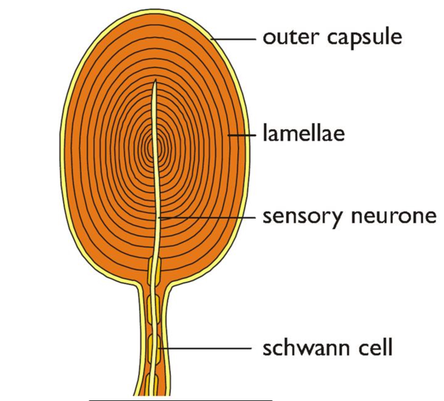<p>Mechanoreceptors found deep in the skin, detect strong pressures (not light touch) </p><p>Contain stretch mediated sodium ion channels </p><p></p>