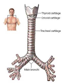 <p>Trachea – Flexible tube that is the passageway of air.</p><p>Supported by semi-circular cartilage rings to ensure it does not collapse from the passage of food in the esophagus. </p><p>lined with ciliated goblet cells that secrete mucous.   </p><p></p>