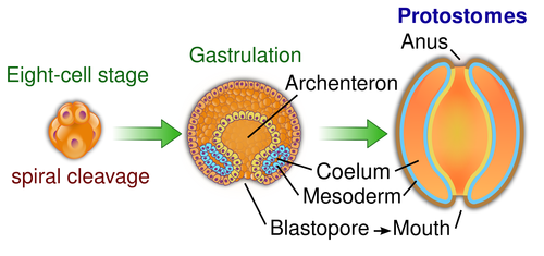 <ol><li><p>Mouth forms first, at or near blastopore</p></li><li><p>Spiral cleavage</p></li><li><p>Mesoderm forms as a block of tissue and will eventually split to become the coelom (schizocoely)</p></li></ol><p></p>