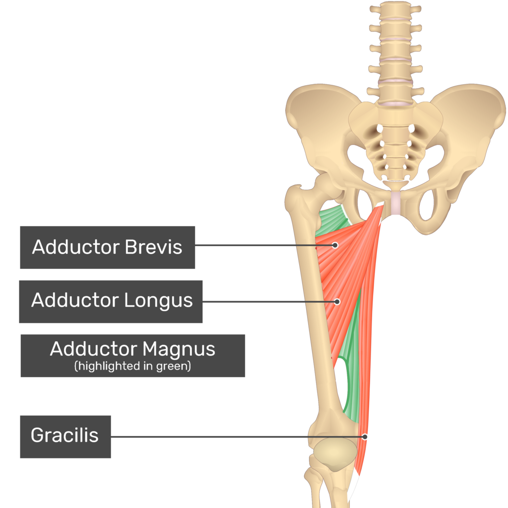 <p>Originating from the inferior ramus of the pubis, the ischial ramus, and the ischial tuberosity</p>