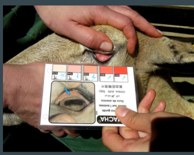 <ul><li><p>Anaemia scoring system using ocular conjunctiva (ventral) </p></li><li><p><strong>indication of level of anaemia </strong></p></li><li><p>score of 1 (pink) - 5(pale) </p></li><li><p>used as representation of blood sucking parasite burden in particular <strong>Haemonchus contortus (barber pole worm) </strong></p></li><li><p>purpose: targeted deworming </p></li></ul><p>technique </p><ol><li><p>head adequately restrained </p></li><li><p>Cover eye with upper eyelid, pushing down gently on the globe (eyelashes will curl up) </p></li><li><p>pull down lower eyelid to expose ventral conjuctiva </p></li><li><p>compare to FAMACHA card. </p></li></ol>