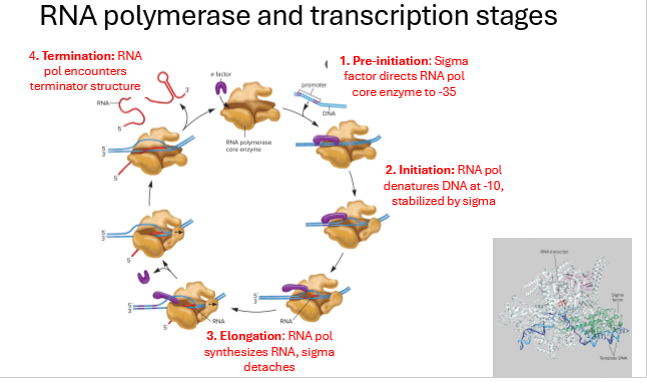 <p>Descfribe the 4 stages of transcription</p>