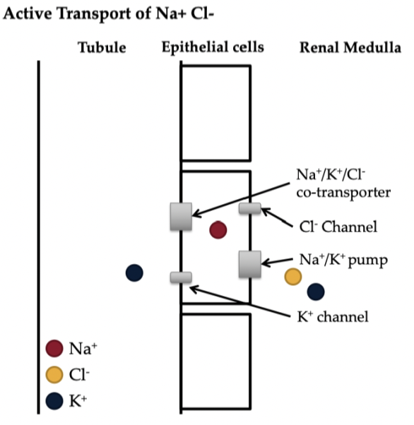 <ol><li><p>Na+/K+/Cl- co-transporter moves ions out of tubule into epithelial cells</p></li><li><p>K+ diffuses through K+ channel back into tubule</p></li><li><p>Cl- diffuses into interstitial space through Cl- channel</p></li><li><p>Na+ pumped out of epithelial cells via Na +/K + pump</p></li></ol><p></p><p>in total, more Na+ moves across epithelial cells than K+ creating an osmotic gradient</p>