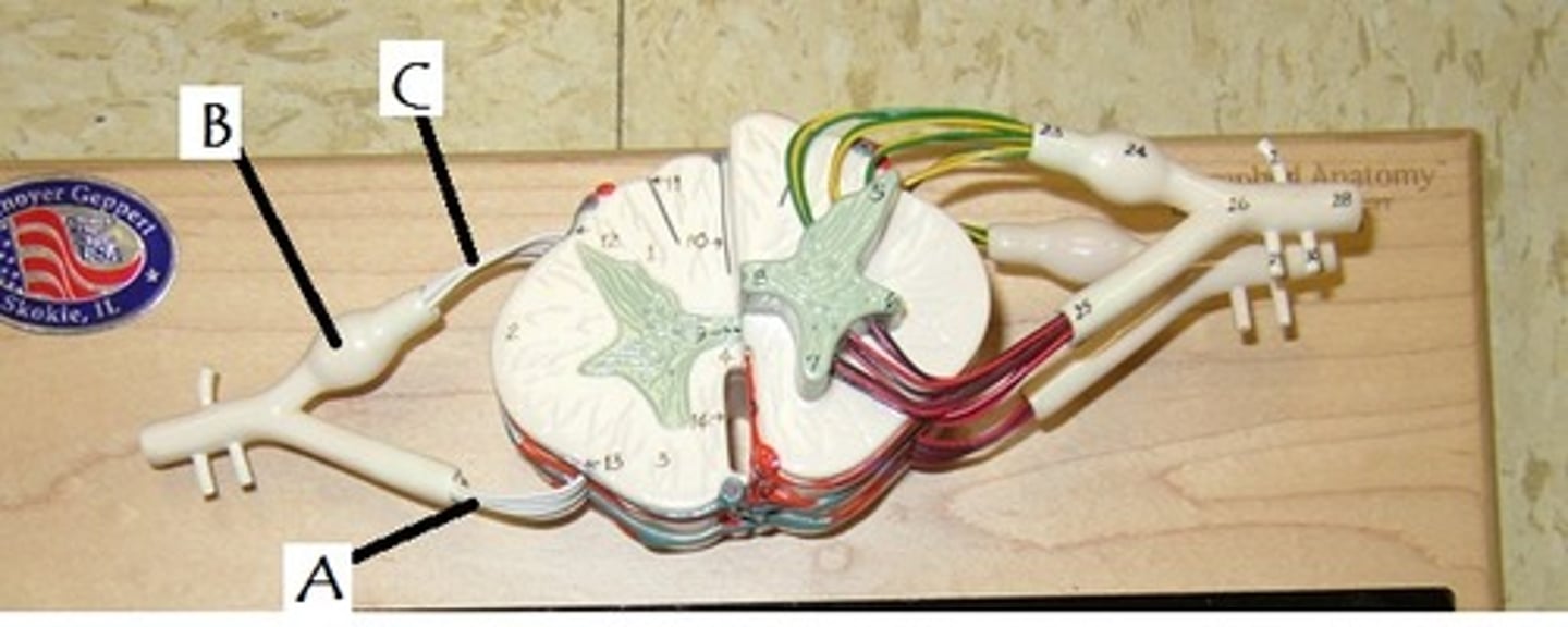 <p>Identify B</p>
