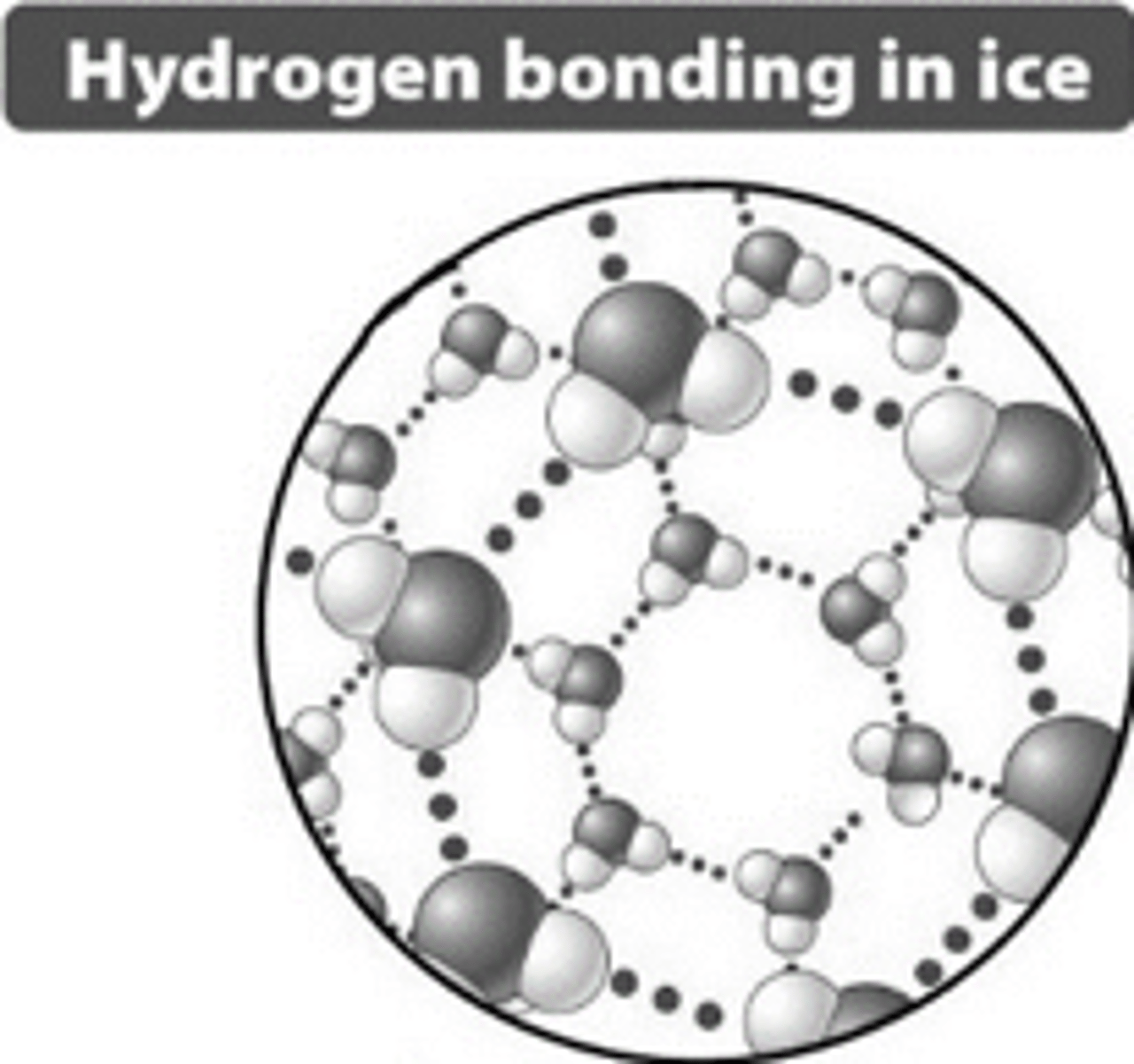 <p>hydrogen bonds in ice create an open structure with more space between molecules, making ice less dense than water.</p>