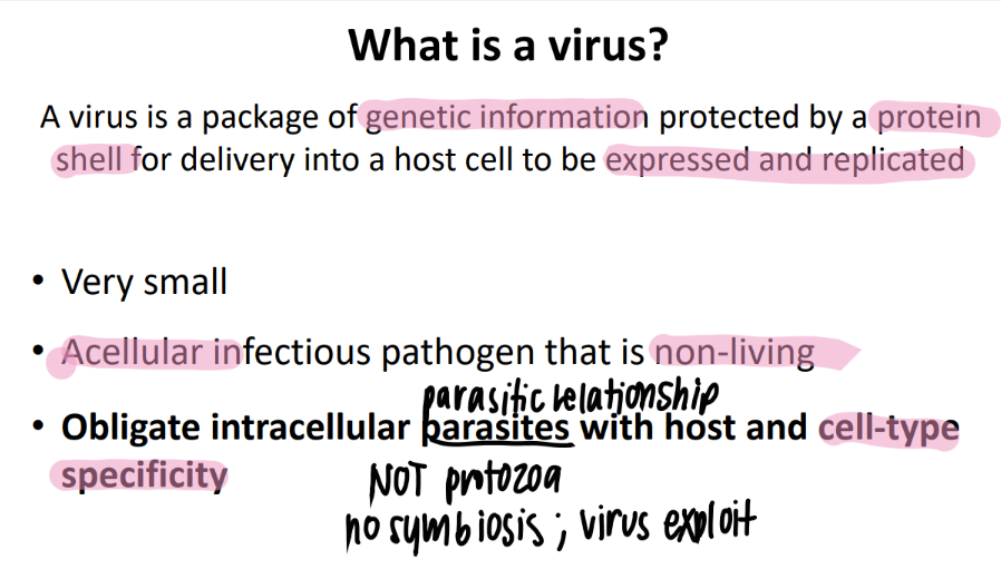 <p>obligate intracellular PARASITE</p><ul><li><p>HOST + cell type specific</p></li></ul>