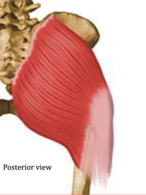 <p>Extends the hip, ABducts the hip</p><p>Antagonist: Iliopsoas (hip flexor)</p>