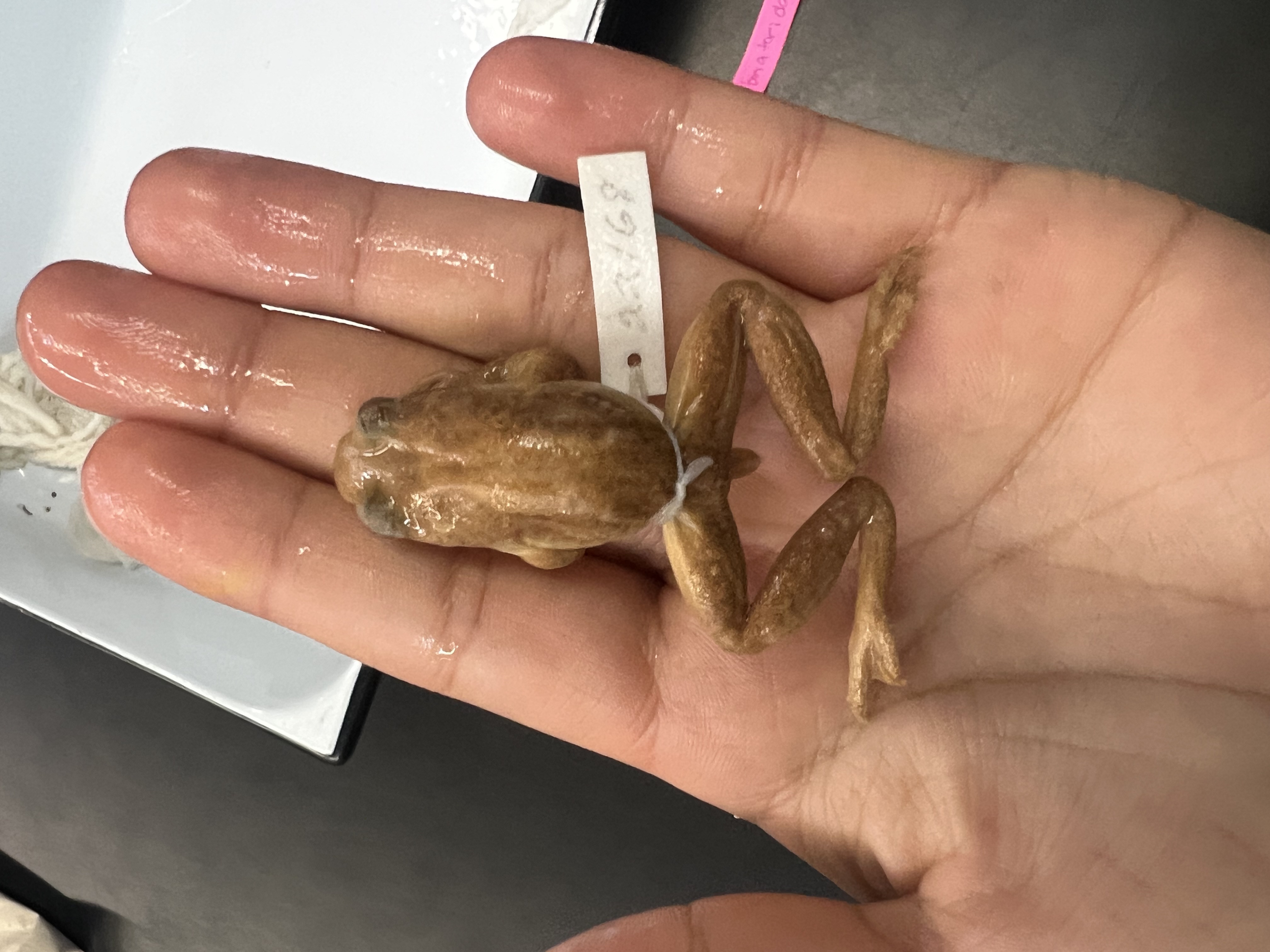 <p>What’s the <strong>common</strong> name?</p>