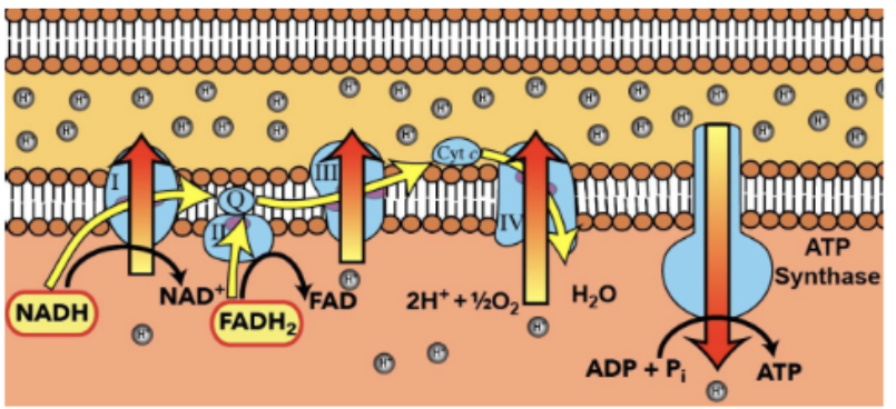 <p>a series of protein complexes and molecules embedded in the inner mitochondrial/plasma membrane</p><ul><li><p><strong>Major yield of energy</strong> comes from the transfer of electrons via ETC</p></li><li><p>Oxygen is the <strong>final</strong> <strong>receptor</strong></p></li><li><p>Oxygen<strong> binds to </strong>hydrogen ions + electrons, ensuring the process continues without electrons building up</p></li></ul><p></p>