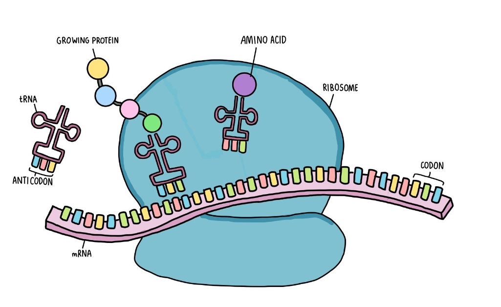 <p>The synthesis of polypeptides made from the mRNA</p>