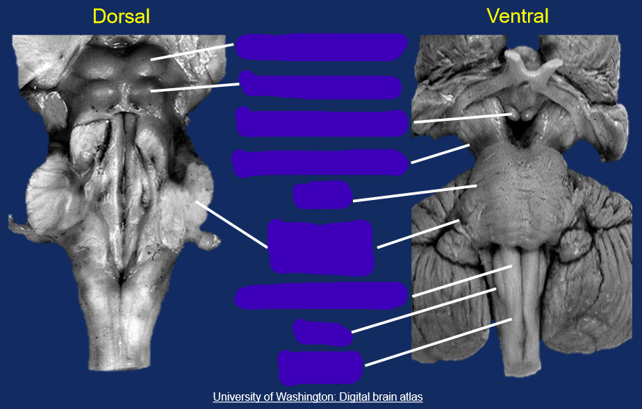 <p>Label the brain stem </p>