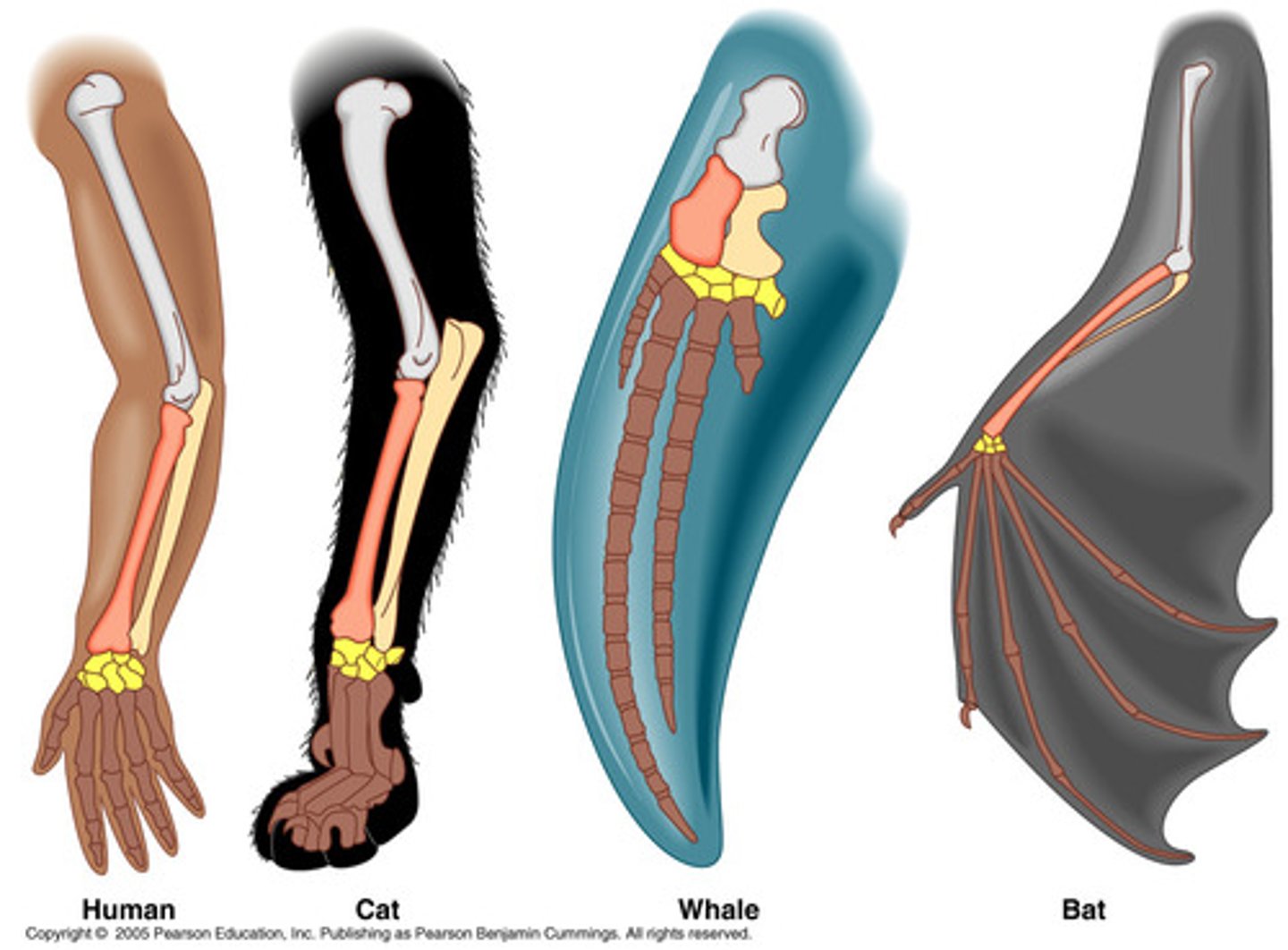<p>-Comparisons of the body structures of modern organisms.</p><p>-Provides much evidence of evolution.</p><p>+Examination of animal forelimbs shows they are all constructed from similar bones and share an evolutionary history.</p><p>=Followed by an anatomical and functional divergence.</p>