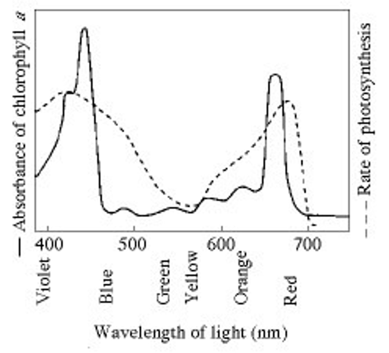 <p>D) Other pigments absorb light in addition to chlorophyll a.</p>