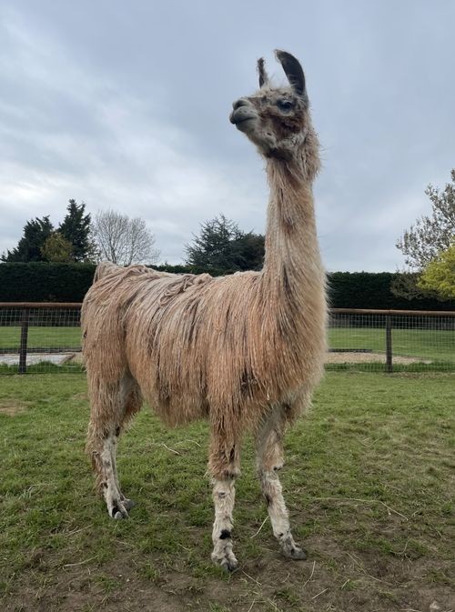 <p>Llama breed: heavy coated with little wool on head or below knee, medium to long coat with dense loose waves, smaller and calmer than other breeds</p>