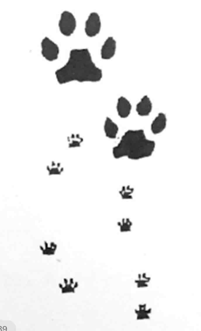 <p>What footprint is this?</p>